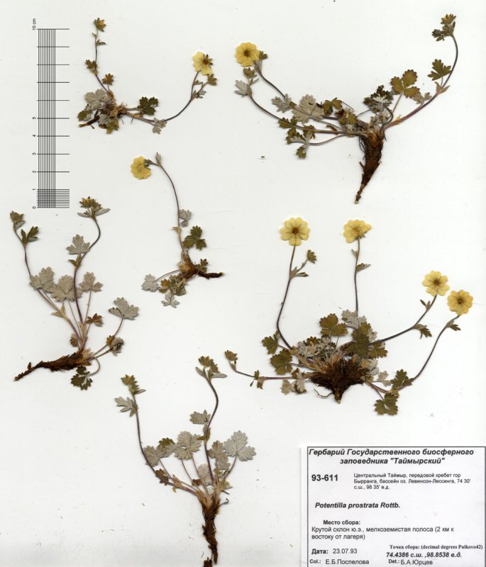 Лапчатка прямостоячая гербарий Potentilla erecta