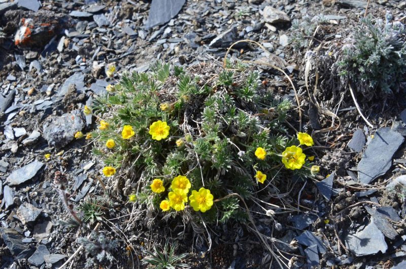 Лапчатка серебристая — Potentilla argentea l.