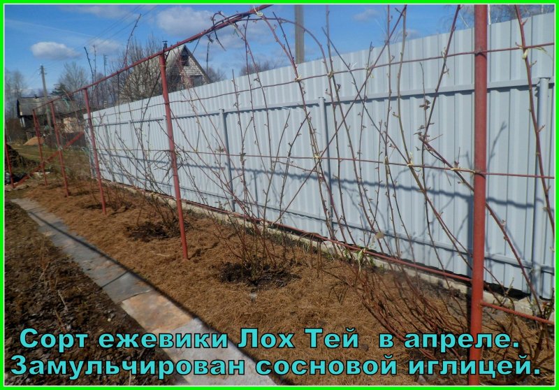 Ежевика Торнфри подвязка