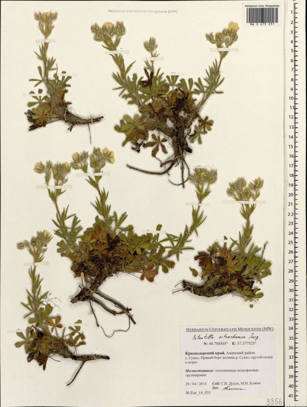 Potentilla astracanica