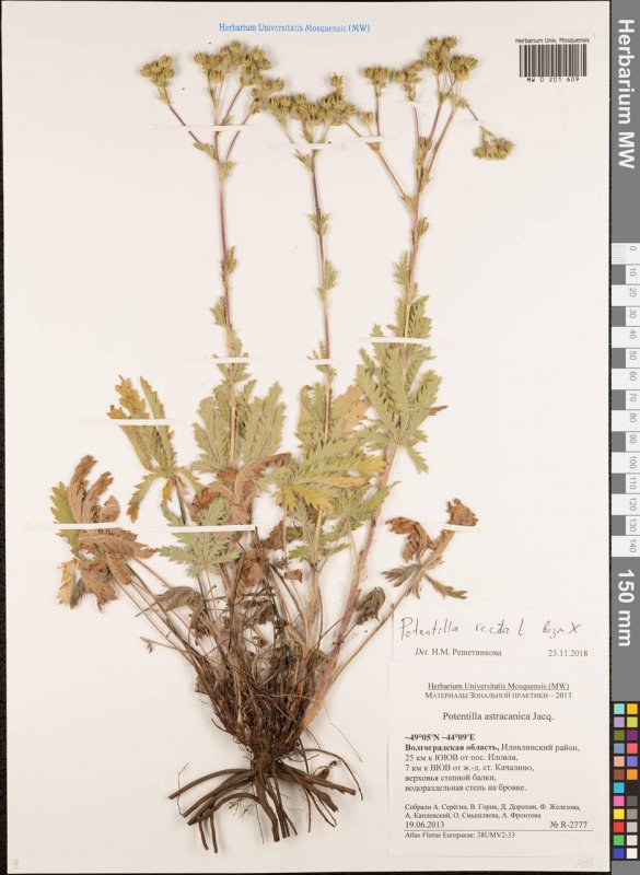Лапчатка ползучая (Potentilla reptans)