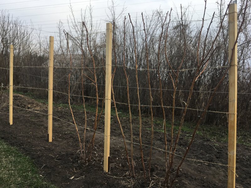 Малина Кумберленд на шпалере