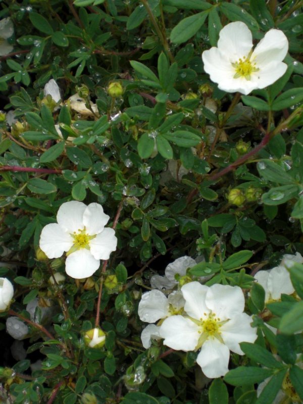 Potentilla astracanica