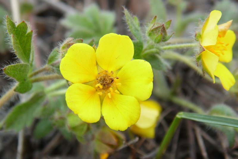 Лапчатка распростертая – Potentilla humifusa Willd. Ex schlecht