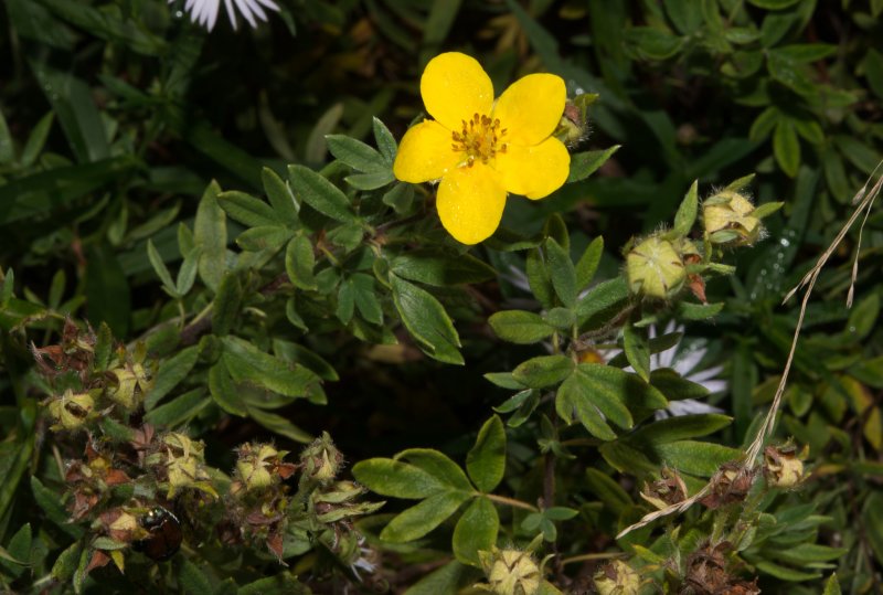 Лапчатка кустарниковая dasiphora fruticosa