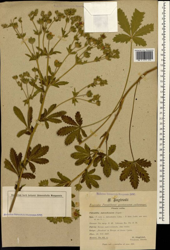 Лапчатка прямостоячая Potentilla erecta