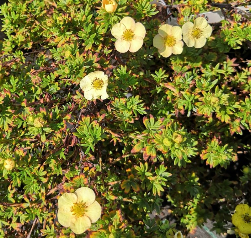 Potentilla fruticosa Rheinsberg