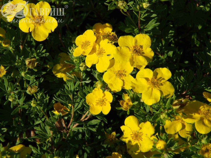 Лапчатка кустарниковая (Potentilla fruticosa)