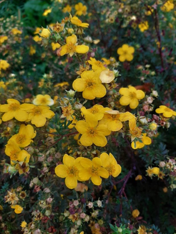Potentilla acervata