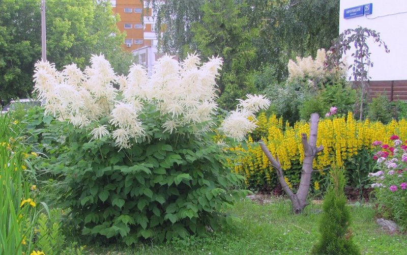 Волжанка Арункус обыкновенная