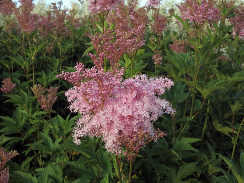 Лабазник rubra venusta (Рубра Венуста)