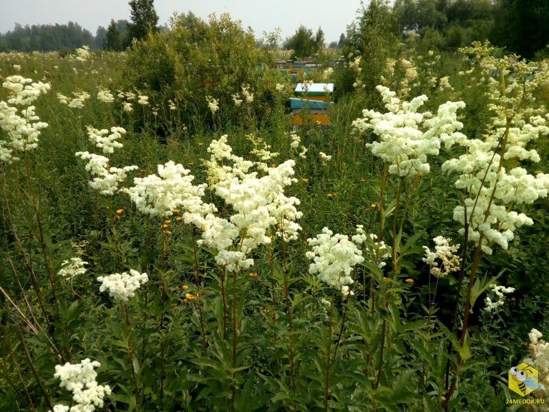 Лабазник махровый плена