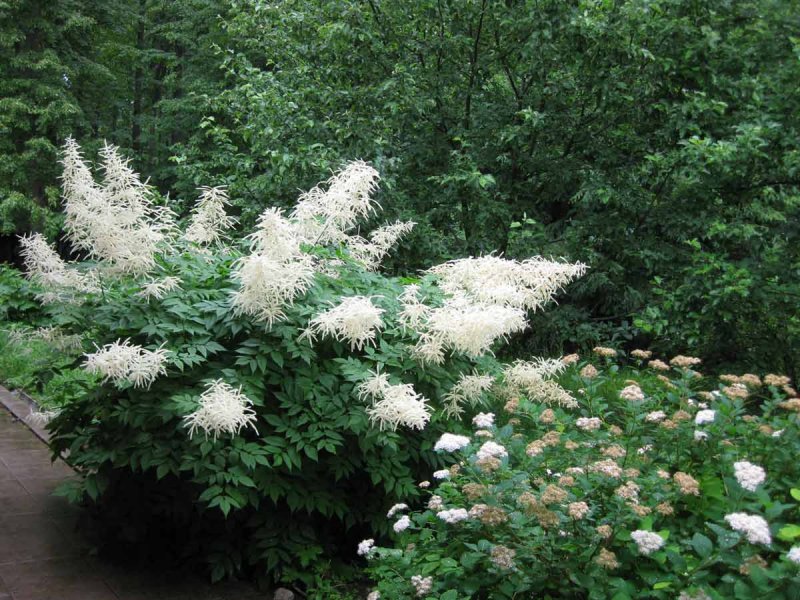 Волжанка двудомная (Aruncus dioicus)