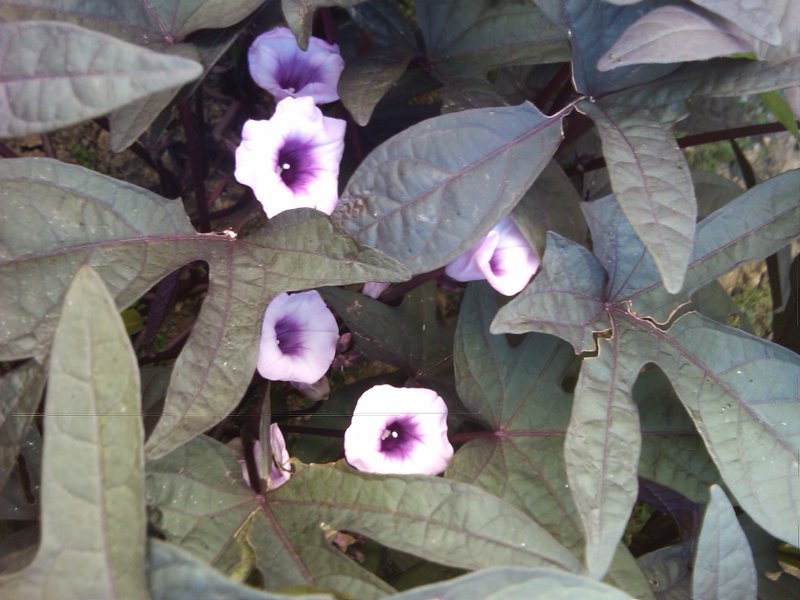 Ипомея FLORAMIA Black