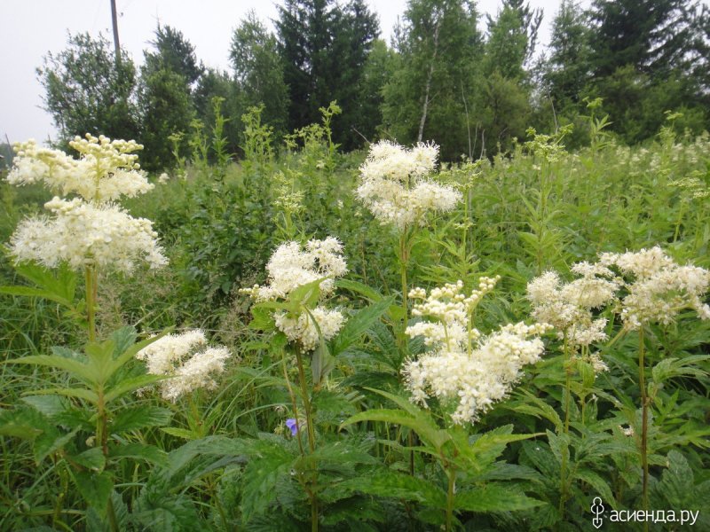 Посконник пятнистый (Eupatorium maculatum)