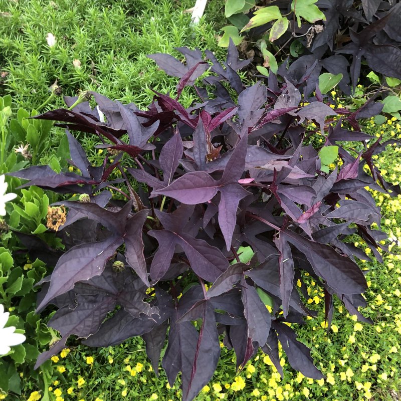 Ипомея батат variegata