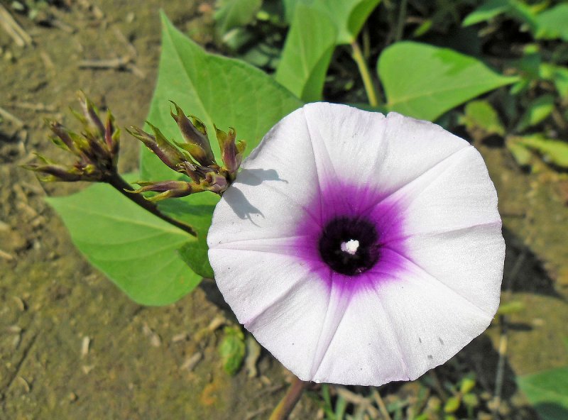 Ipomoea Batatas