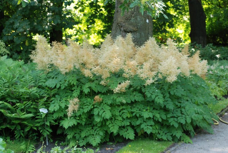 Арункус Волжанка