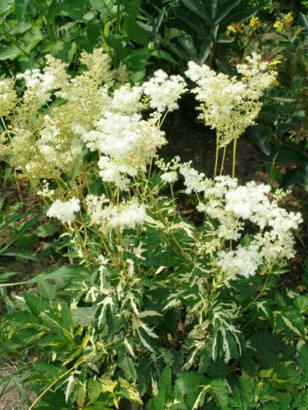 Лабазник вязолистный (Filipendula Ulmaria `variegata`)