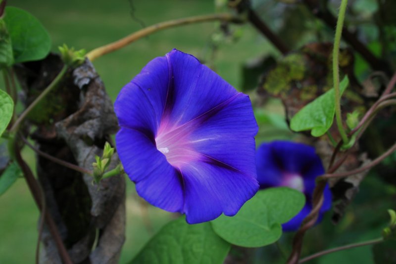 Ipomoea paniculata