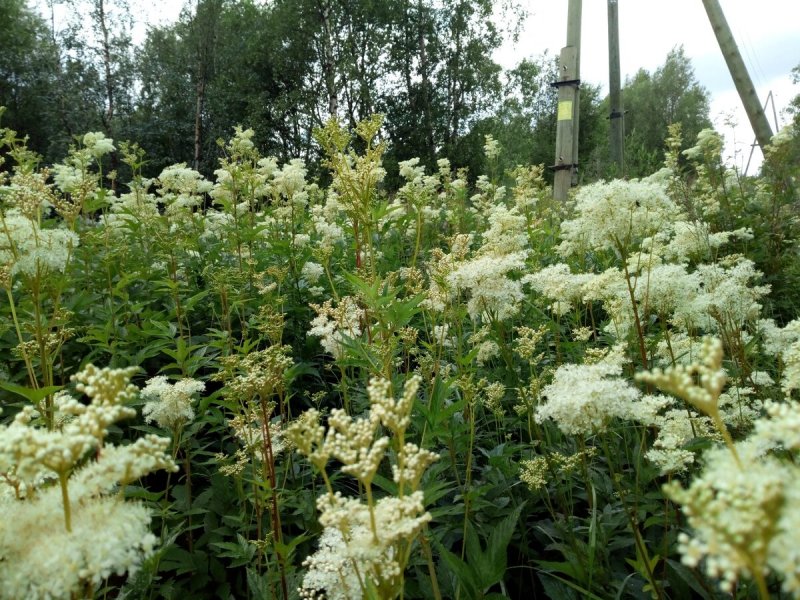 Лабазник Filipendula Ulmaria "Plena"