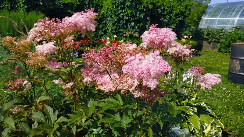 Посконник и злаки