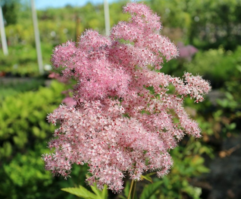 Лабазник красный (Filipendula rubra)
