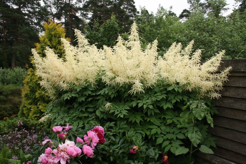 Василистник Thalictrum Yulia