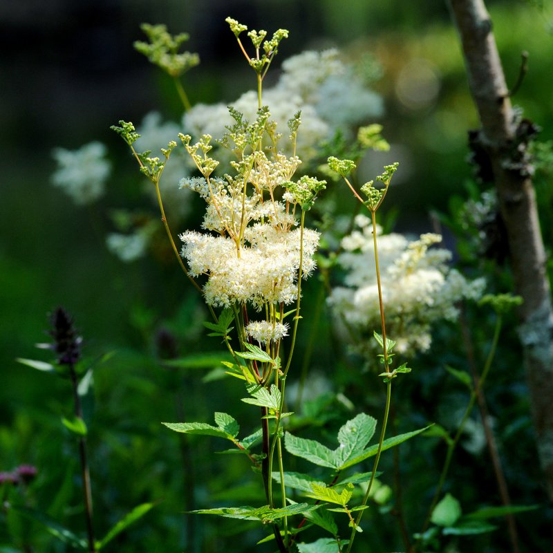 Лабазник красный variegata