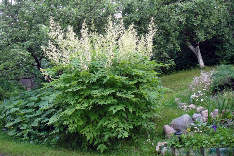 Лабазник обыкновенный Flore pleno