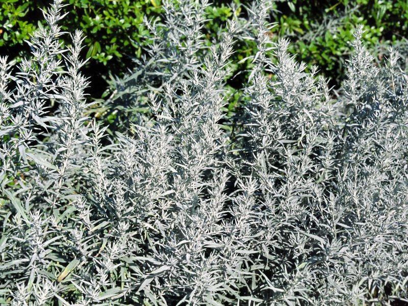 Полынь Людовика Silver Queen