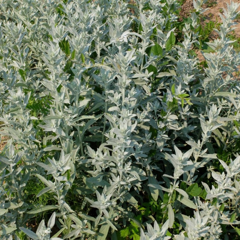 Полынь пурша (Artemisia purshiana)