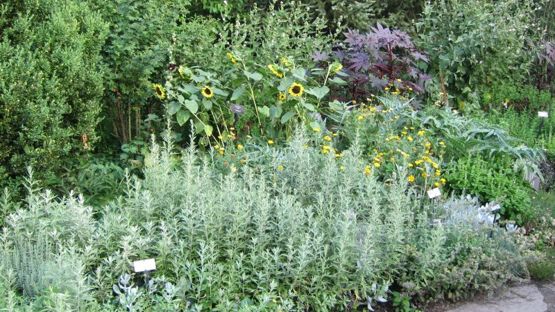 Полынь Людовика (Artemisia ludoviciana)
