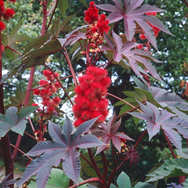 Клещевина Ricinus communis