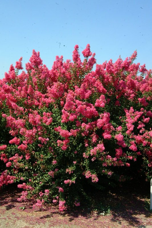 • Лагерстремия (Lagerstrōemia