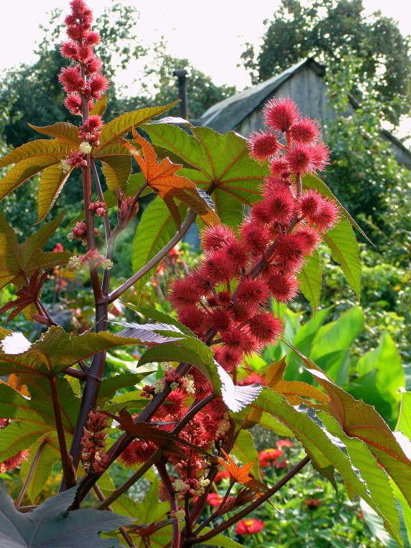 Ricinus communis