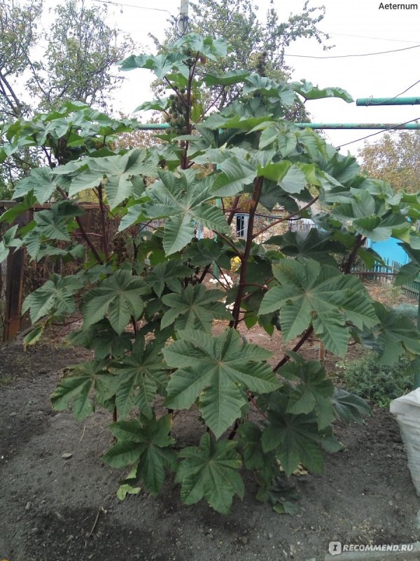 Клещевина занзибарская