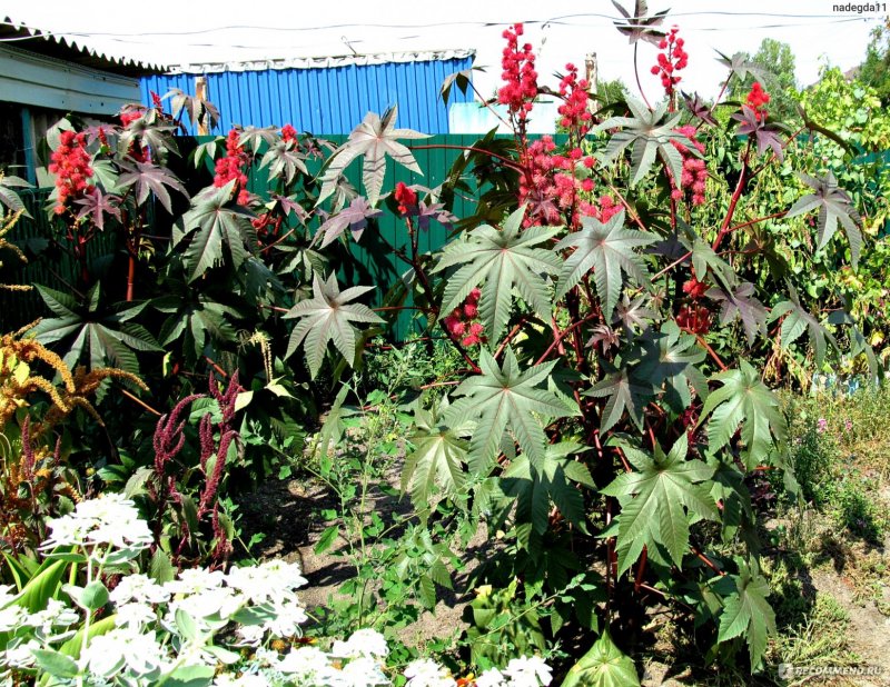 Клещевина Ricinus communis