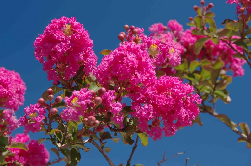 Лагерстремия Pink Crape Myrtle