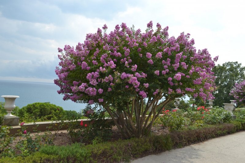Crape Myrtle растение