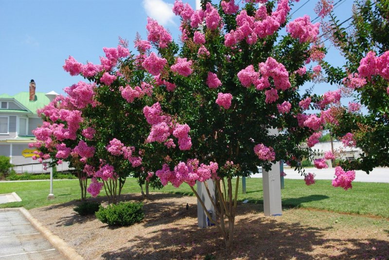 Дерево Crape Myrtle