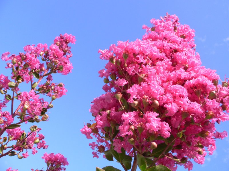 Лагерстремия Crape-Myrtle