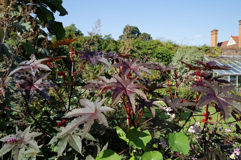Клещевина Ricinus communis