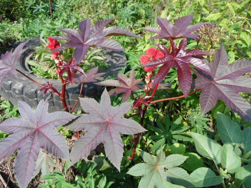 Ricinus ядом