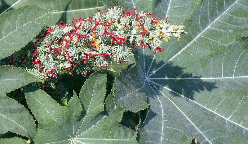 Ricinus communis l.