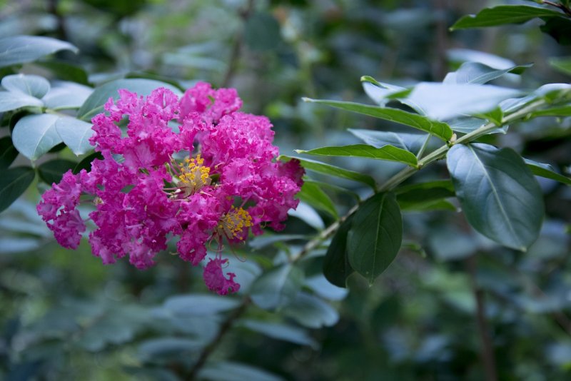 Crape Myrtle растение