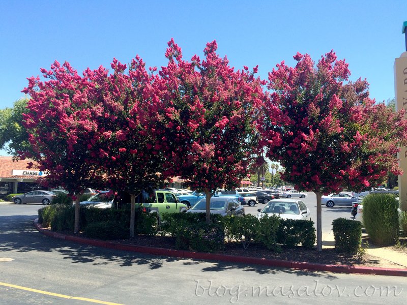 Crape Myrtle растение