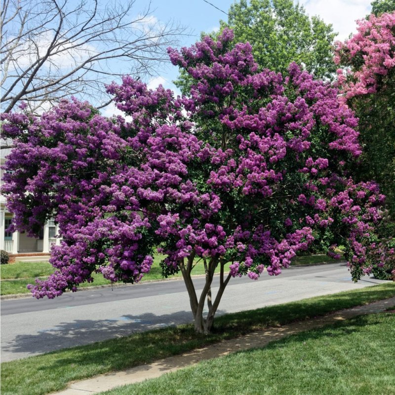 Дерево Crape Myrtle