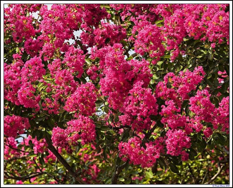Дерево Crape Myrtle