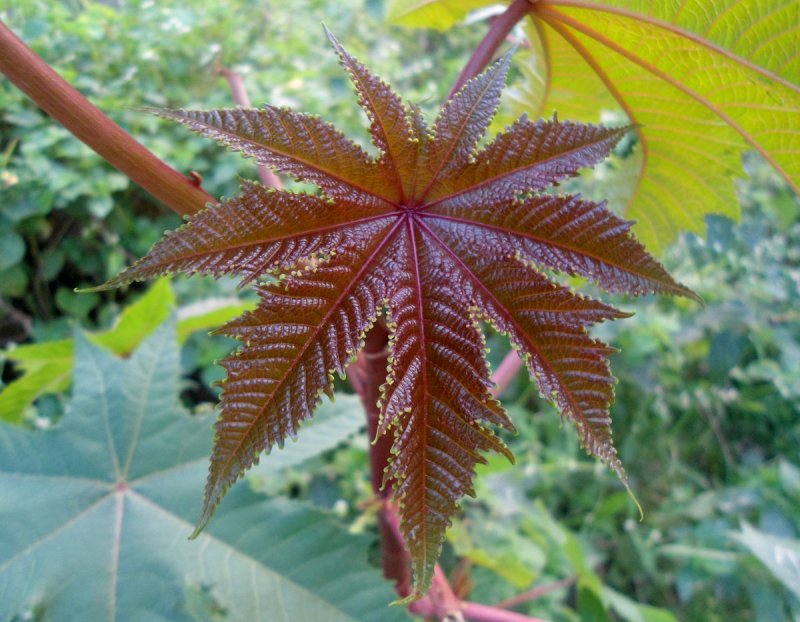 Клещевина обыкновенная (Ricinus communis)